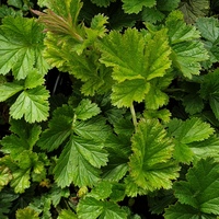 Geum  'Bell Bank'